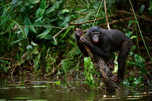 Bonobo on a branch which is sticking out of water. The chimpanzee - Bonobo has climbed on a branch in the middle of a pond and sits on her in an amusing pose.
