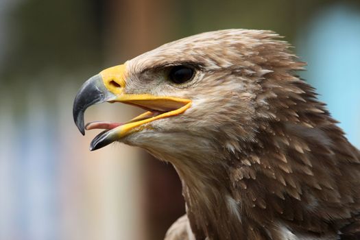 Close up view of the head of a golden eagle.