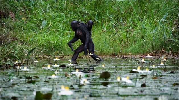 Crossing. The chimpanzee - Bonobo goes on water through a pond with a small cub on a back.