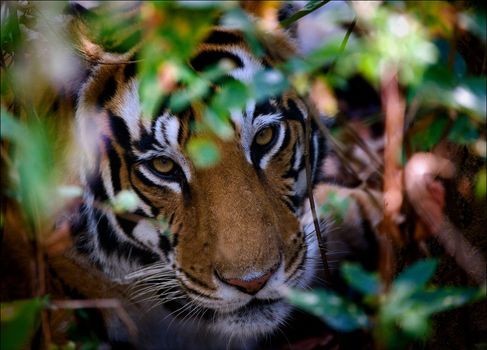 Portrait of a tiger in bushes. The female of a tiger looks out from under bushes and looks directly.