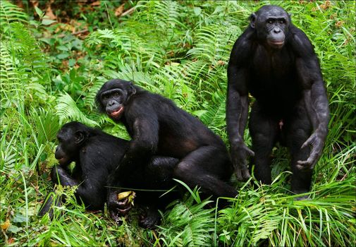 Bonobo love. / Lola Ya Bonobo. Democratic republic Congo.