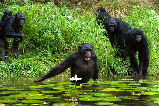 The chimpanzee collects flowers. The chimpanzee costs in water and tries to keep step with a lily flower