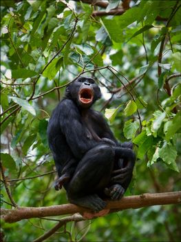 Bonobo on a branch. The chimpanzee - Bonobo with a small cub sits on a tree and is loud.