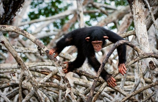 The kid of a chimpanzee. The kid of a chimpanzee plays roots mangrove thickets.
