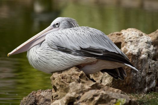 Close view of a Pink-backed Pelican bird on a zoo.