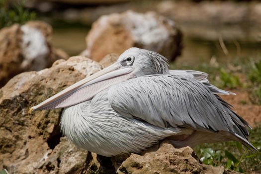 Close view of a Pink-backed Pelican bird on a zoo.