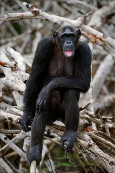 Portrait of the adult female of a chimpanzee at a short distance on mangrove roots.