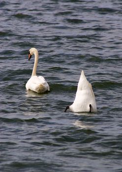 diving swans