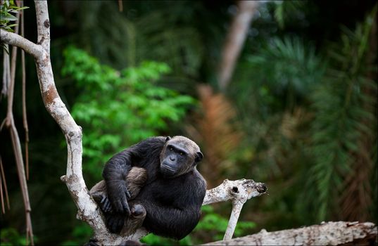 Portrait of the adult male of a chimpanzee at a short distance on  tree, against green jungle.