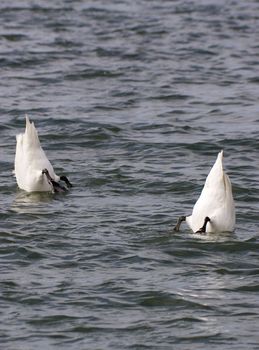 diving swans