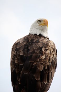 View of an American bald eagle bird of prey on top of a house.