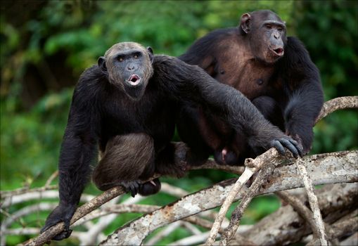 Songs. Chimpanzees sit on a tree branch in wood and songs bawl.