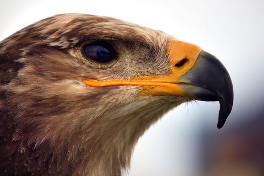 Close up view of the head of a golden eagle.