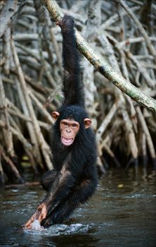  The kid of a chimpanzee hangs on a branch and plays with water, splashing on the parties.