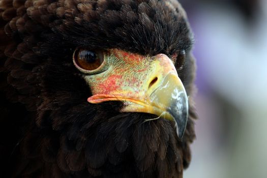 Close up view of the head of a bateleur eagle.