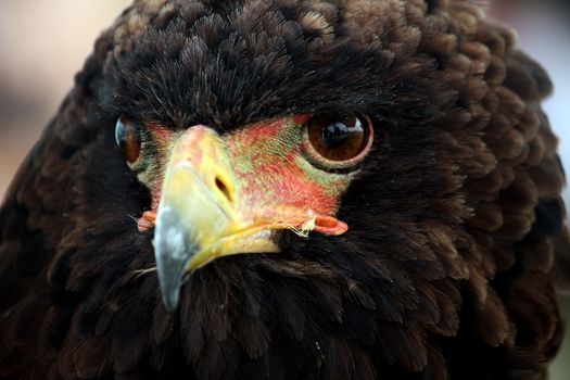 Close up view of the head of a bateleur eagle.