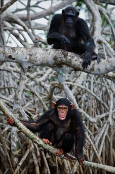 The young chimpanzee sits on roots mangrove tree, hardly his mother further sits
