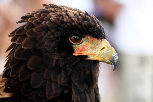 Close up view of the head of a bateleur eagle.