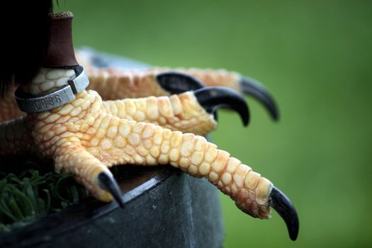 Closeup view of the claws of an eagle marked with a identification ring.