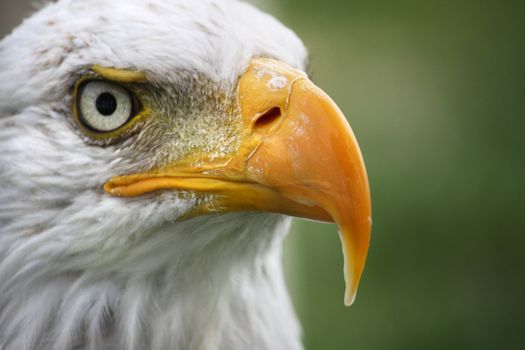 Close up view of the white head of an American bald eagle.