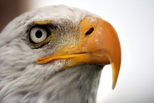 Close up view of the white head of an American bald eagle.