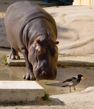 hippo and bird