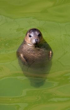 baltic seal