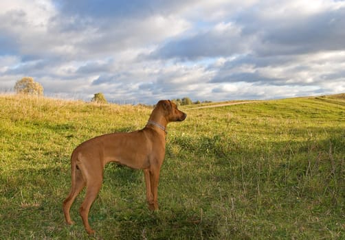 dog at field