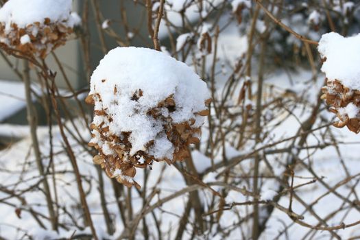 Leaf covered with heavy snow during winter