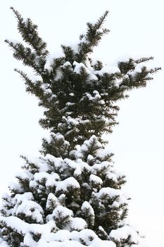 Heavy snow on a pine tree concept for christmas 