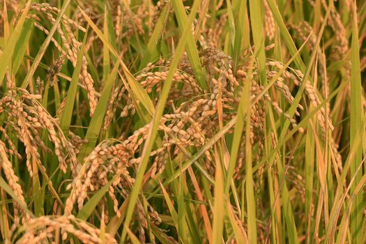 Details of Korean rice plants in September, just before the harvest.
