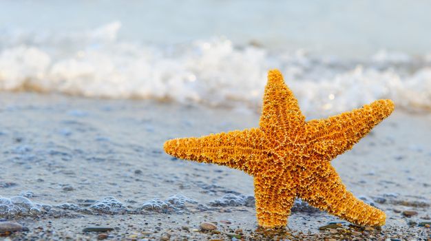 Starfish ashore. Waves on a background