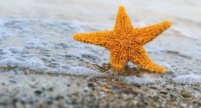 Starfish ashore. Waves on a background