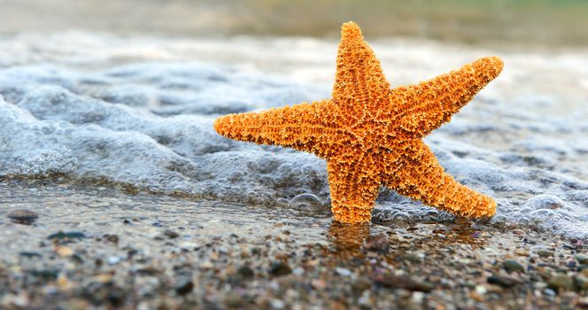 Starfish ashore. Waves on a background