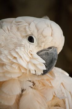 Close view of the head of a Salmon-crested Cockatoo.