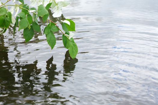 Big branch with green leaves on background with water