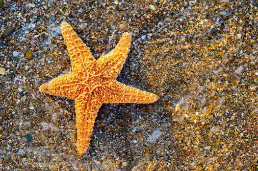 Starfish on sea coast. A wet shell rock