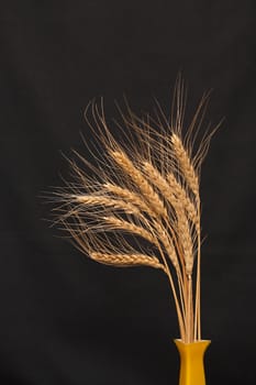 Few ears of wheat in yellow ceramic vase on dark background