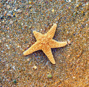 Starfish on sea coast. A wet shell rock