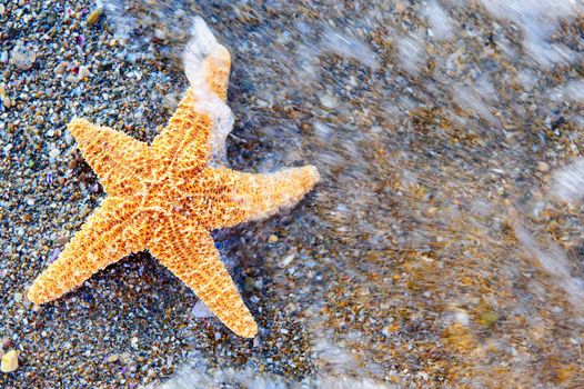 Starfish on sea coast. A wet shell rock