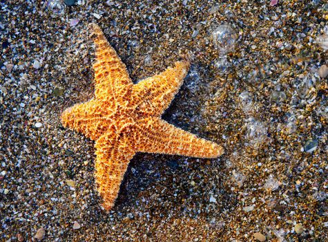 Starfish on sea coast. A wet shell rock