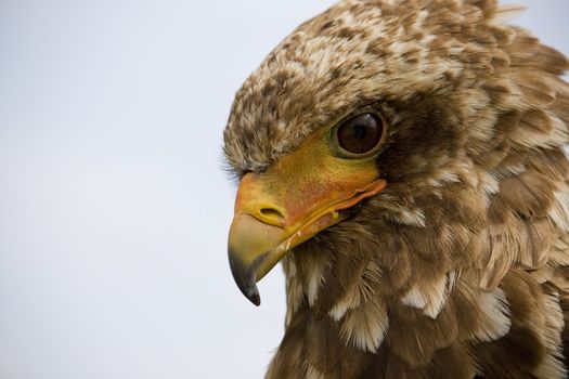 Close up view of the head of a bateleur eagle.