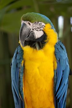 Close view of a Blue-and-yellow Macaw on a zoo.