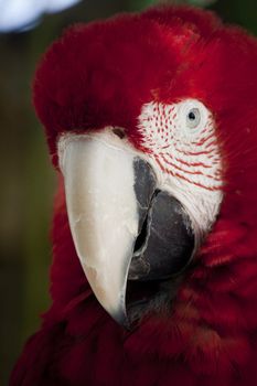 Close up view of the head of a Scarlet Macaw.