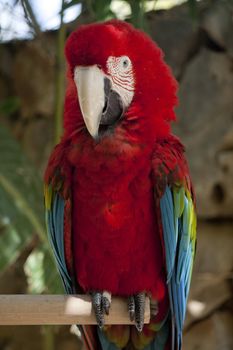 Close view of a Scarlet Macaw on a zoo.