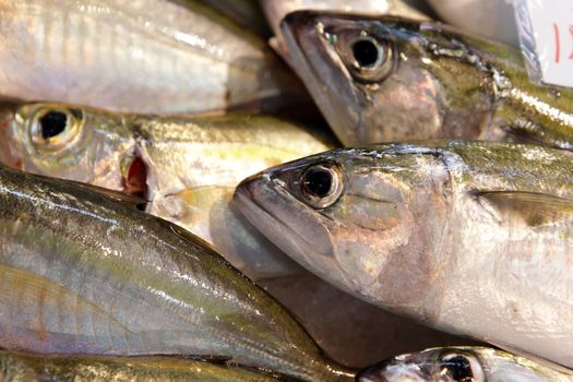 fish for sell in market