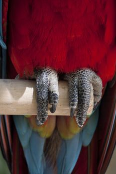 Close view of the claws of a Scarlet Macaw on a zoo.
