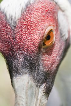 Close view of a Yellow-billed Stork's head.