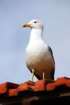 Close view of a yellow-legged seagull on top of a red tiled roof.