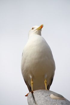 Close view of a yellow-legged seagull on top of a stone statue.